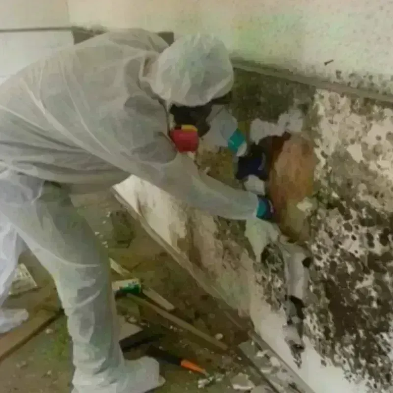 Mold Remediation and Removal in Toronto, OH